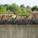 تولیدی کاج، تولید فروش حفاظ شاخ گوزنی و بوته ای در بابل مازندران